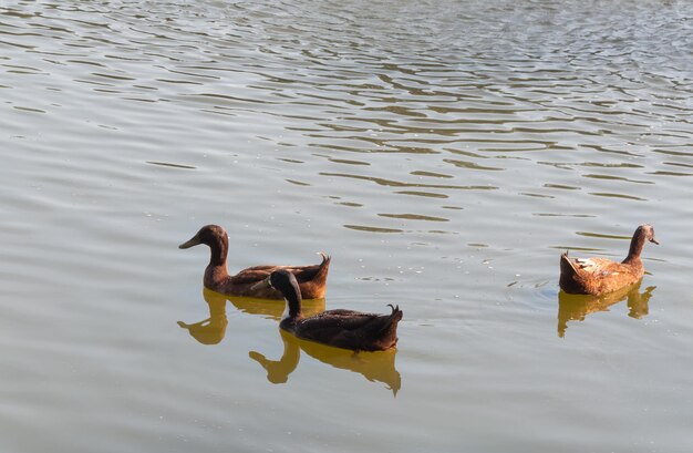 Meer met eenden in het water Noord-Thailand