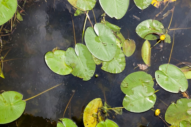 Meer met groeiende waterlelies