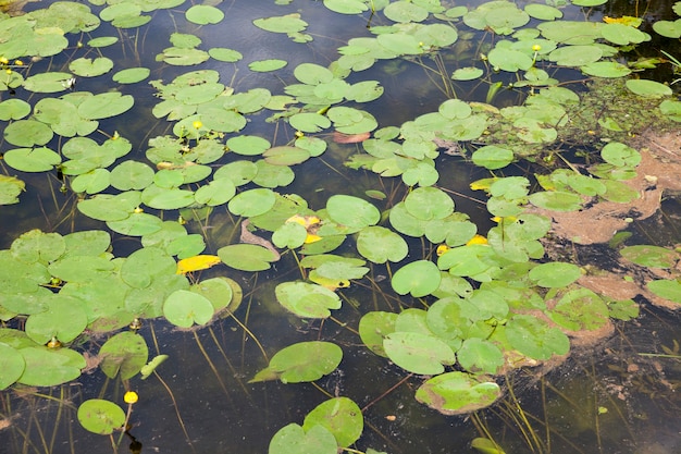 Meer met groeiende waterlelies