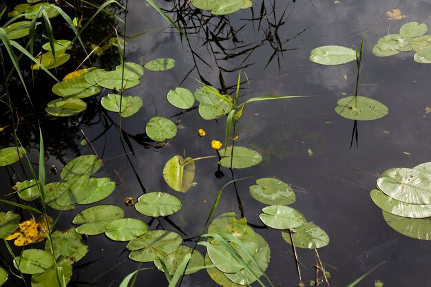 Meer met groeiende waterlelies