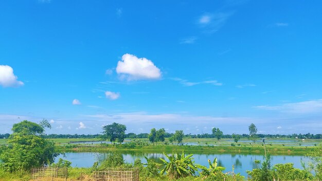 Meer met planten en blauwe lucht met wolk