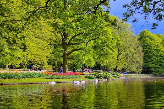 Meer met prachtige witte zwanen in Keukenhof park Lisse Holland