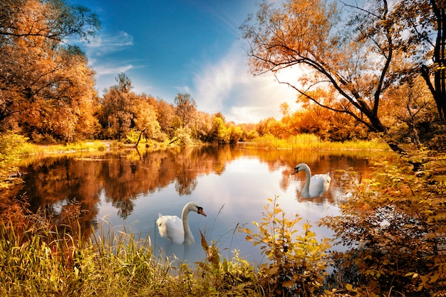 Meer met rode herfst bomen op de kust en de zwaan