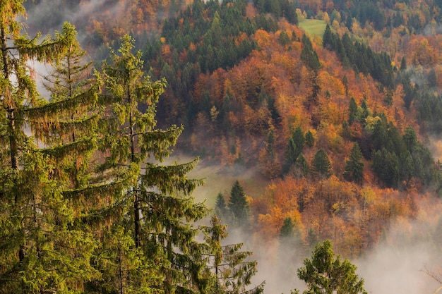 Meer van Bled Slovenië