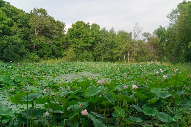 Meer van lotussen. Een klein meer met lotussen