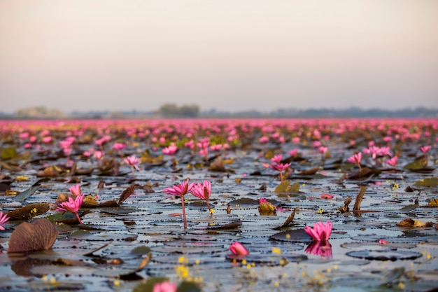 Meer van roze lotus