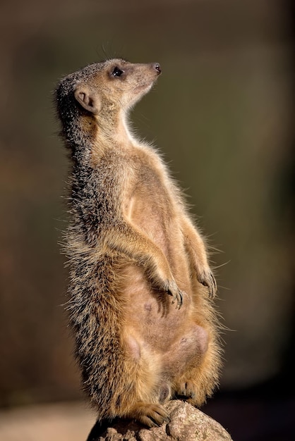 Meercat in a clearing