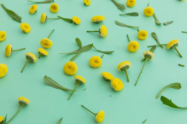 Meerdere gele bloemen en bladeren verspreid over groene achtergrond. bloem lente zomer natuur versheid kopie ruimte.