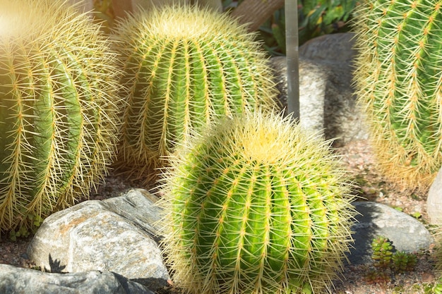 Meerdere grote ronde cactussen in de kas