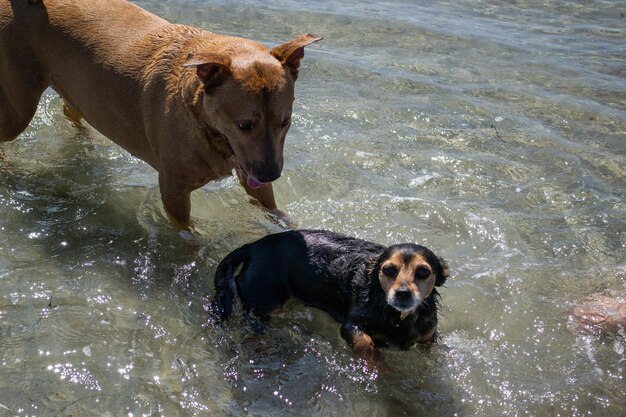 Meerdere honden die in het water spelen, zwemmen op het hondenstrand