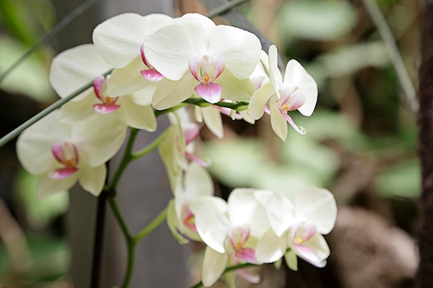 Meerdere lichtgroene orchideeën in een kas