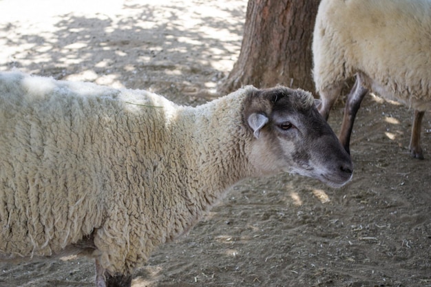 Meerdere pluizige schapen op een boerderij