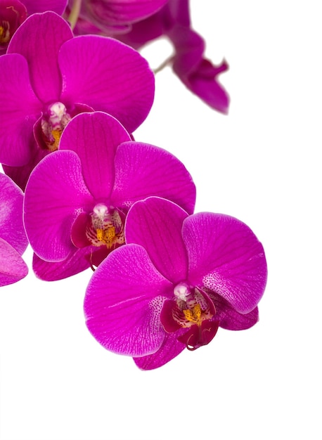 Meerdere roze orchideebloemen op een tak