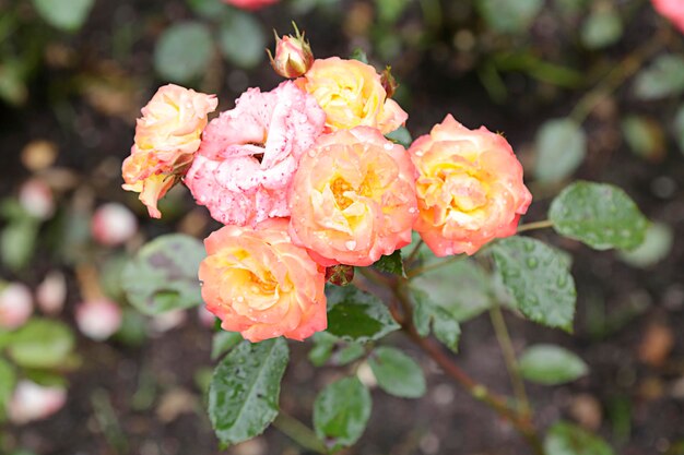 Meerdere rozen met druppels water in een prachtige tuin