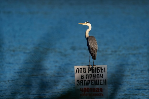 meereend en reiger zittend op een bord in het midden van het meer, zonnige avond