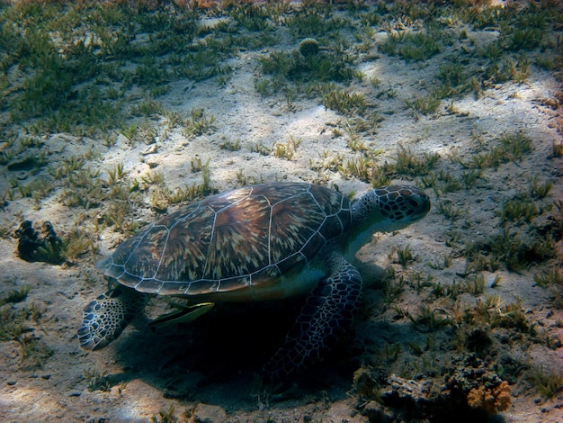 Meeresschildkroete am grund im roten meer Grossanschit