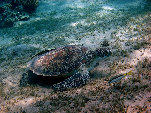 Meeresschildkroete und kleiner fisch am grund