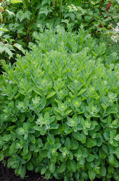 Meerjarige bloem - ochitnik, Hylotelephium spectabile. Bloeiende cultivar met vlezige groene scheuten