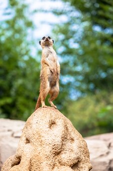 L'atteggiamento del suricato è il miglior sistema di sorveglianza. controlla il territorio e fornisce protezione al gruppo. utile per il concetto di sicurezza, allerta e vigilanza.