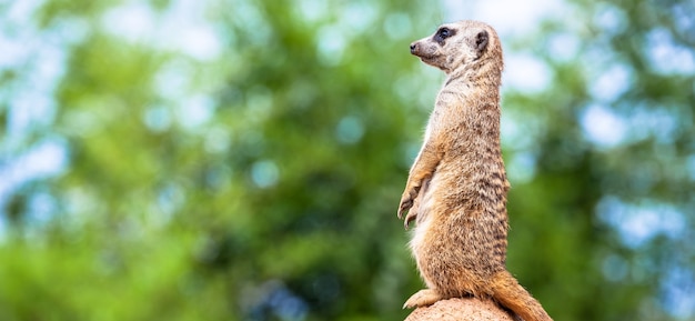 The meerkat attitude is the best surveillance system. He controls the territory and provide protection for the group. Useful for concept of security, alert and vigilance.