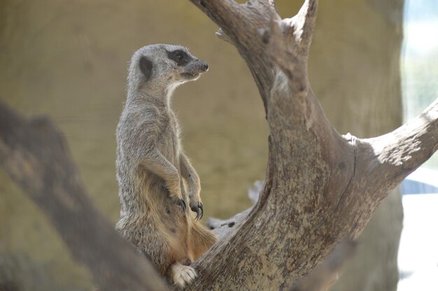 Meerkat on bare tree