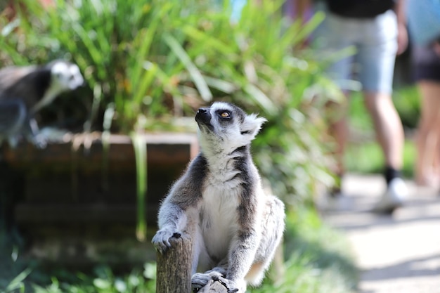 Foto meerkat buiten staan