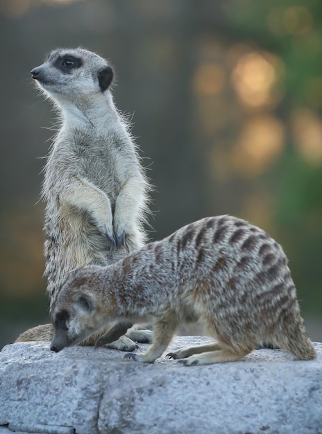 Meerkat closeup sitting on a rock outdoor