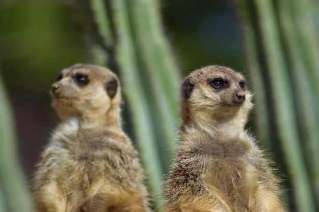 Meerkat couple in nature watching over their burrow