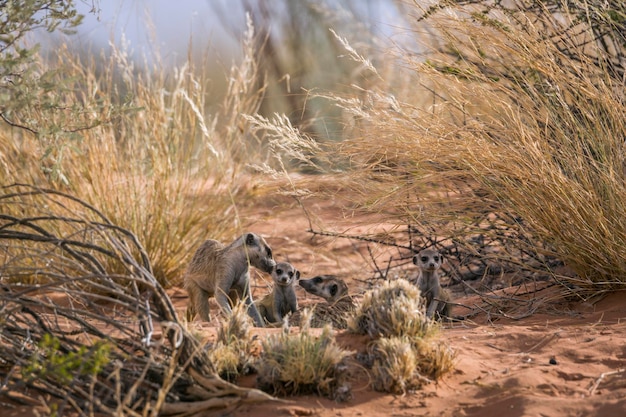 Photo meerkat on desert