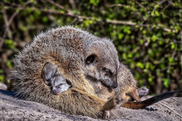 Meerkat familie omhelst op een rots met bomen op de achtergrond