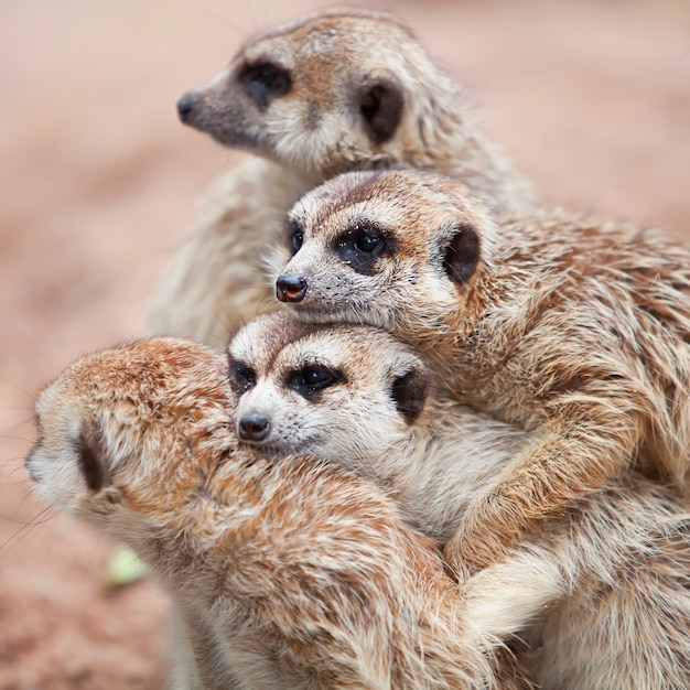 Meerkat Family is aan het zonnebaden.