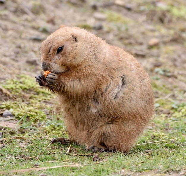 野原でのミルカット