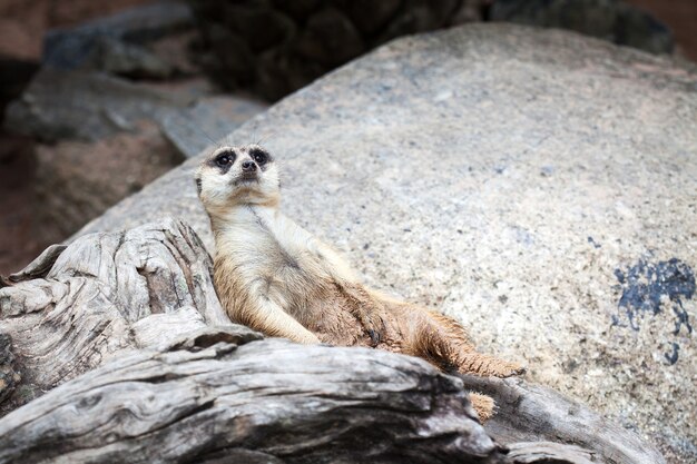 태국 카오 허오 오픈 동물원에서 발견 된 Meerkat