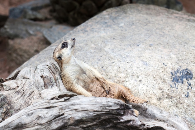 태국 카오 허오 오픈 동물원에서 발견 된 Meerkat