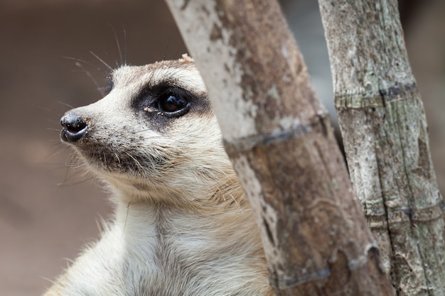 태국 카오 허오 오픈 동물원에서 발견 된 Meerkat