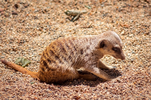 Meerkat graaft naar voedsel in het zand in de dierentuin