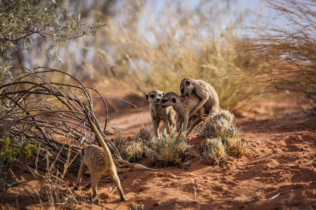 Foto meerkat in de woestijn