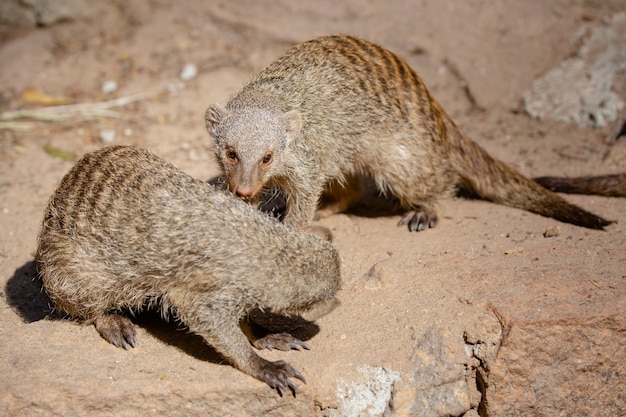 Meerkat is een zoogdier uit de familie Herpestidae