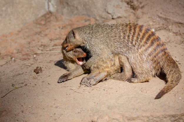 Meerkat is een zoogdier uit de familie Herpestidae