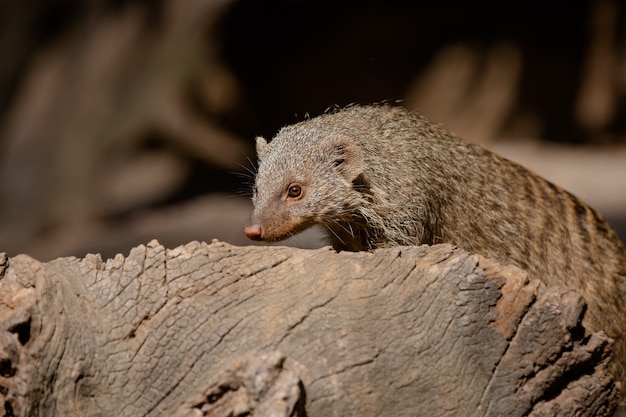 Meerkat is a species of mammal in the family Herpestidae