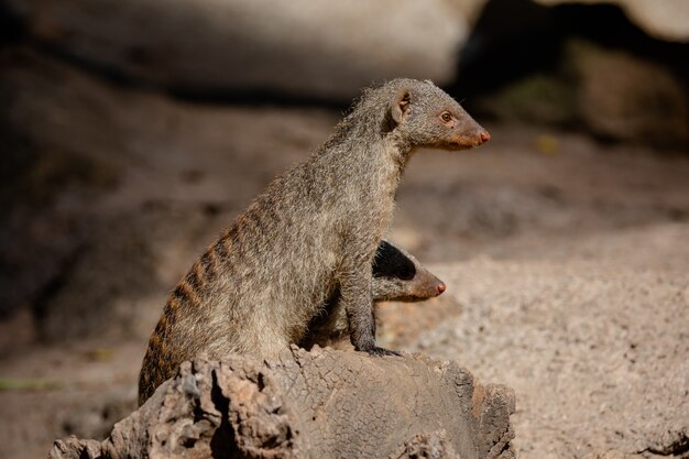 Meerkat is a species of mammal in the family Herpestidae