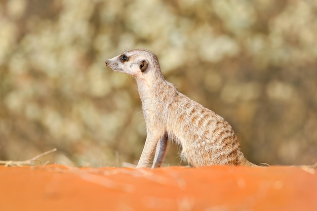 Meerkat in the Kalahari Desert Namibia