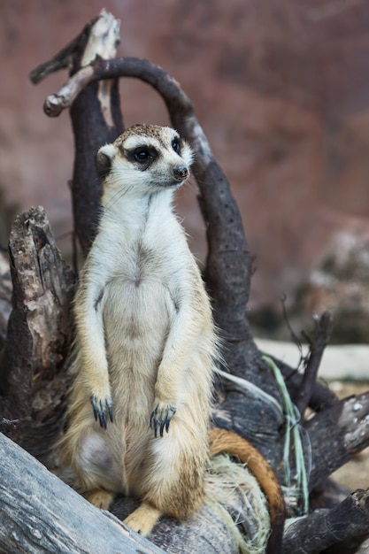 Meerkat let op de dreigende gevaren.