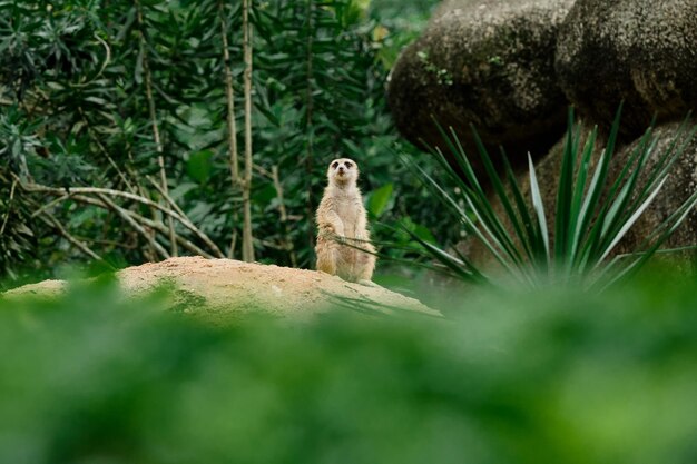 Meerkat looking away while rearing on rock