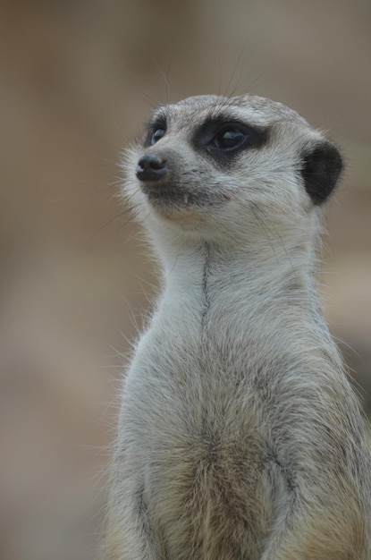 Photo meerkat looking out