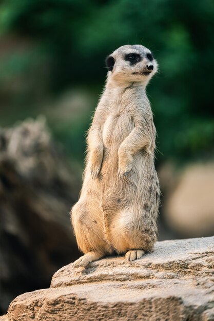 Foto il meerkat in guardia