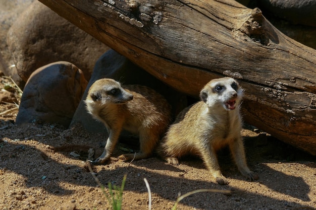 A meerkat and a meerkat are sitting under a log.