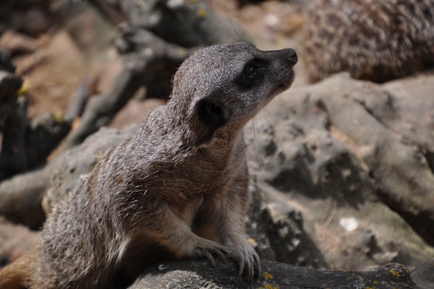 Meerkat of suricate