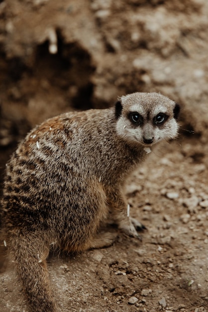 写真 野原でのミルカット