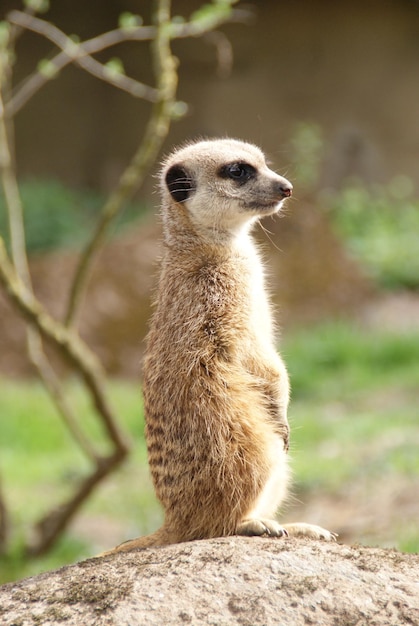 Meerkat ontspannen op de rots